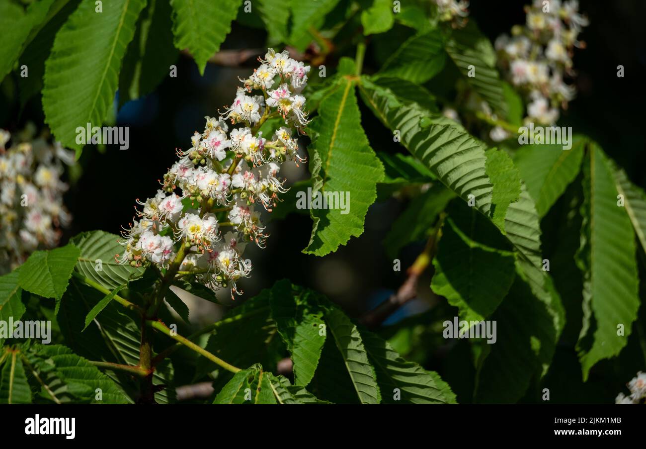 Flowering of chestnuts. Chestnut inflorescence. Flowers on the tree