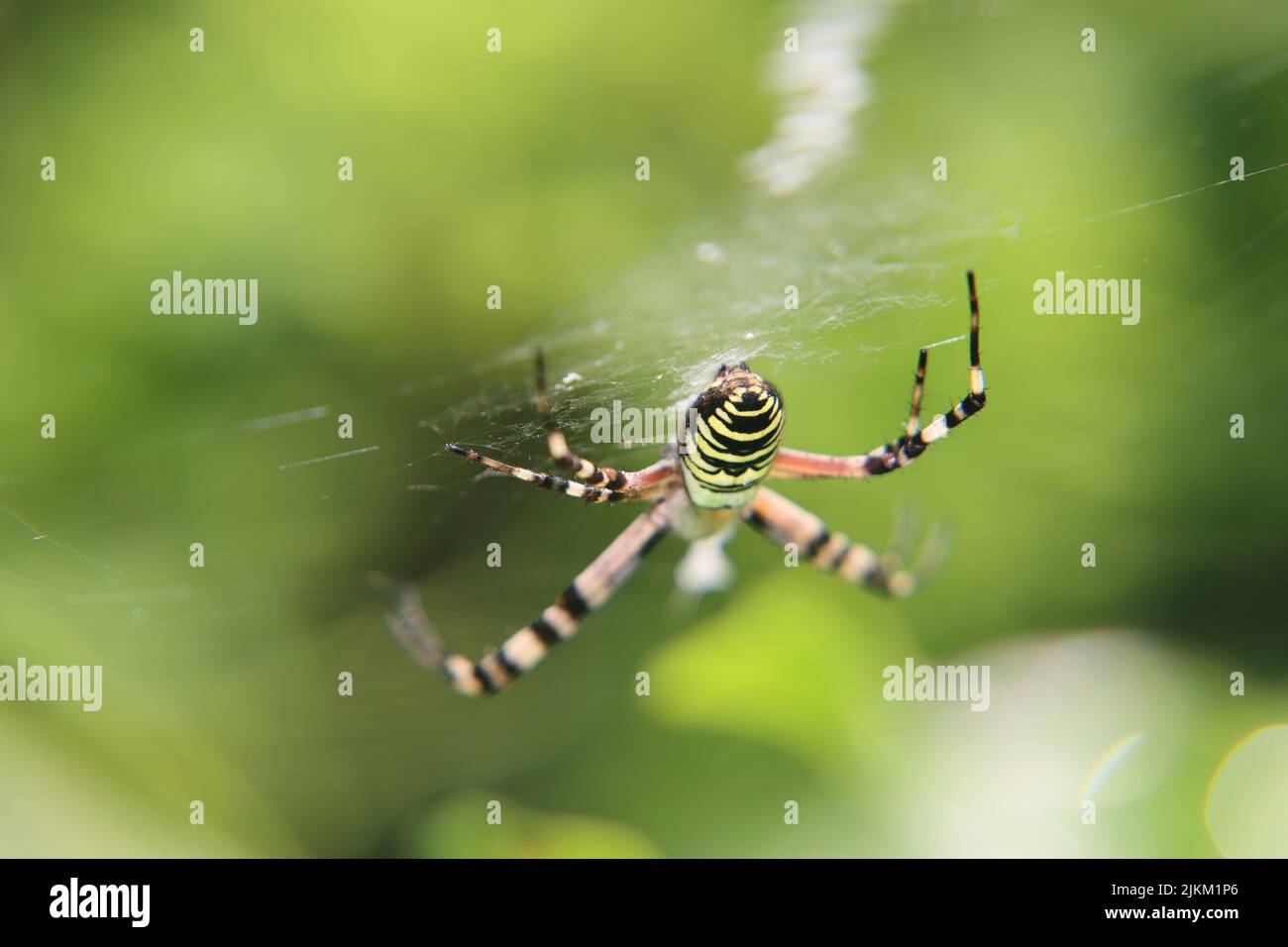 tiger spider, or wasp spider. creepy male spider is waiting in bay tree ...