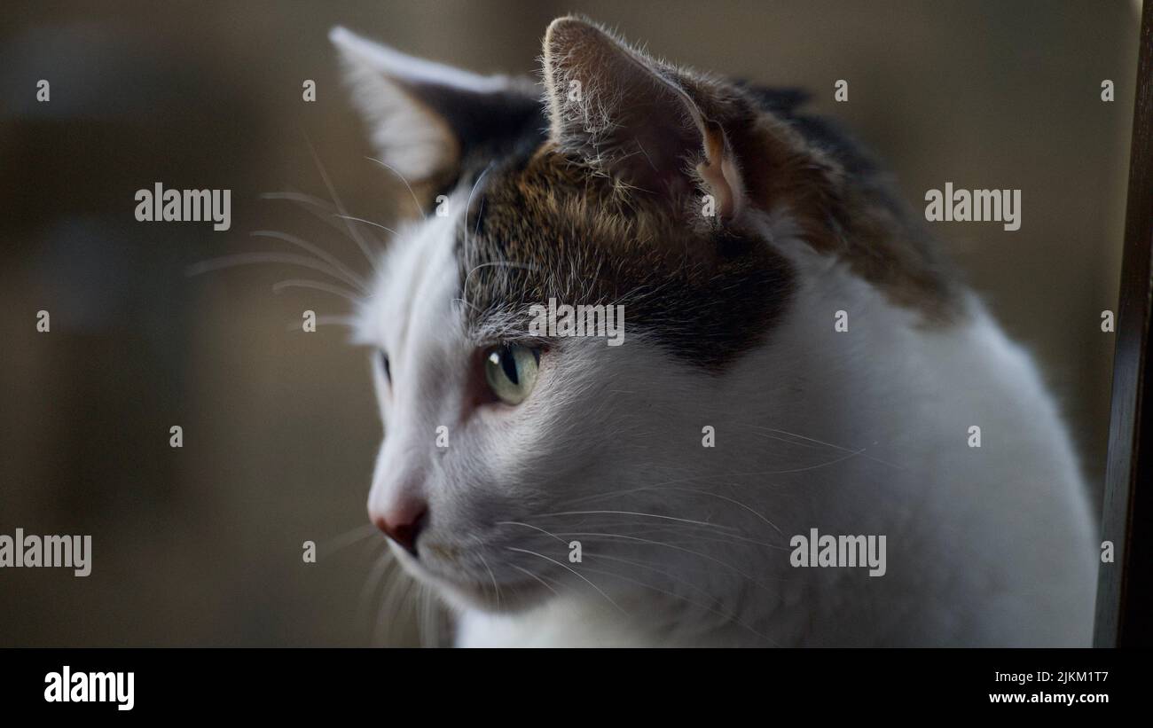 A side portrait of a white cat with brown spots and green eyes Stock