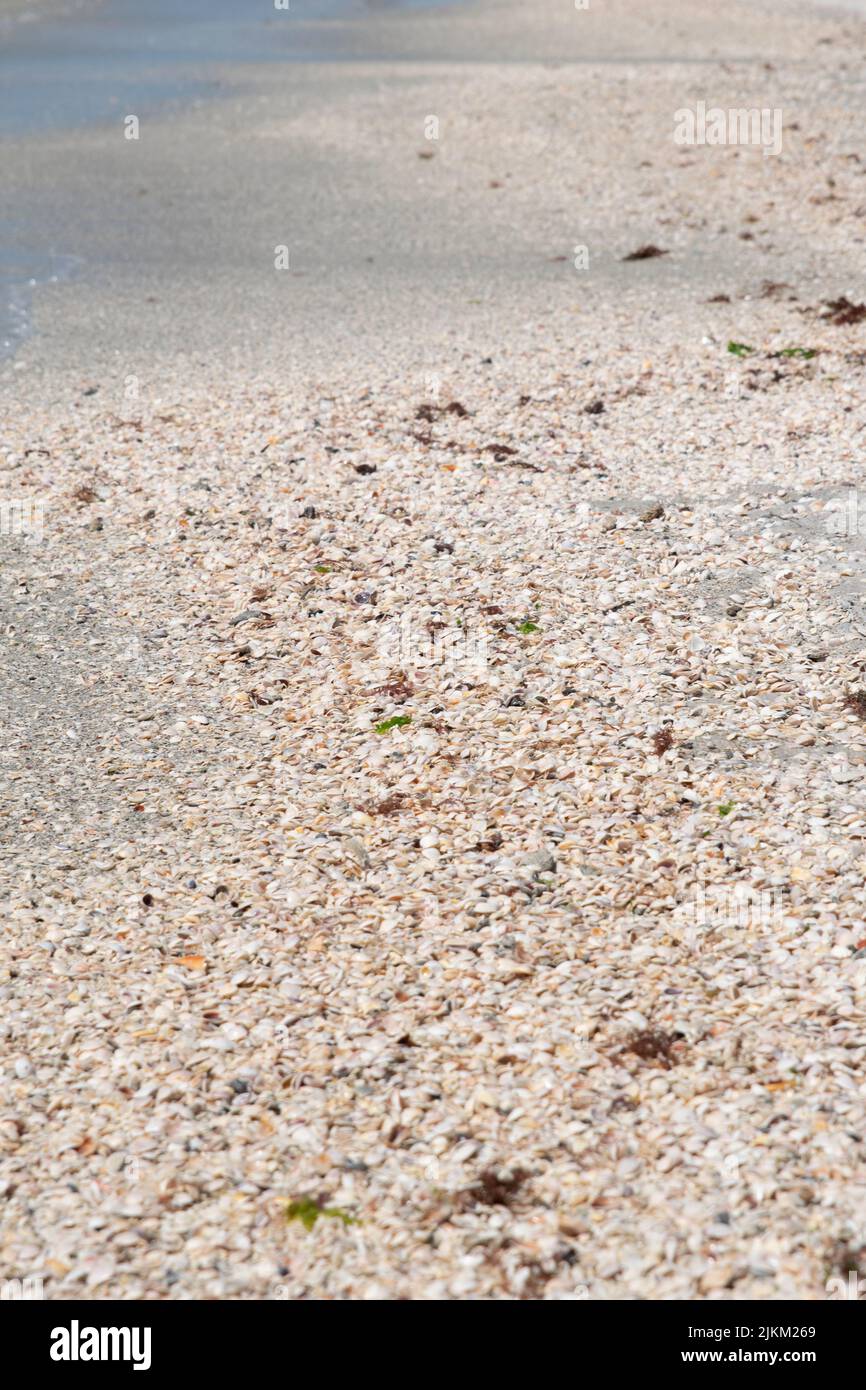 Speckled shell hi-res stock photography and images - Alamy