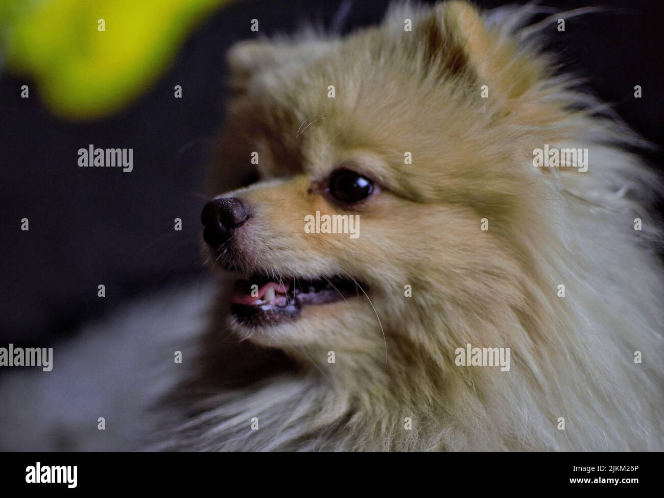 A cute smiling pomeranian on a blurred background Stock Photo