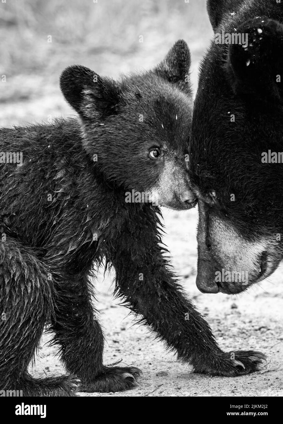 Baby brown bear hi-res stock photography and images - Alamy