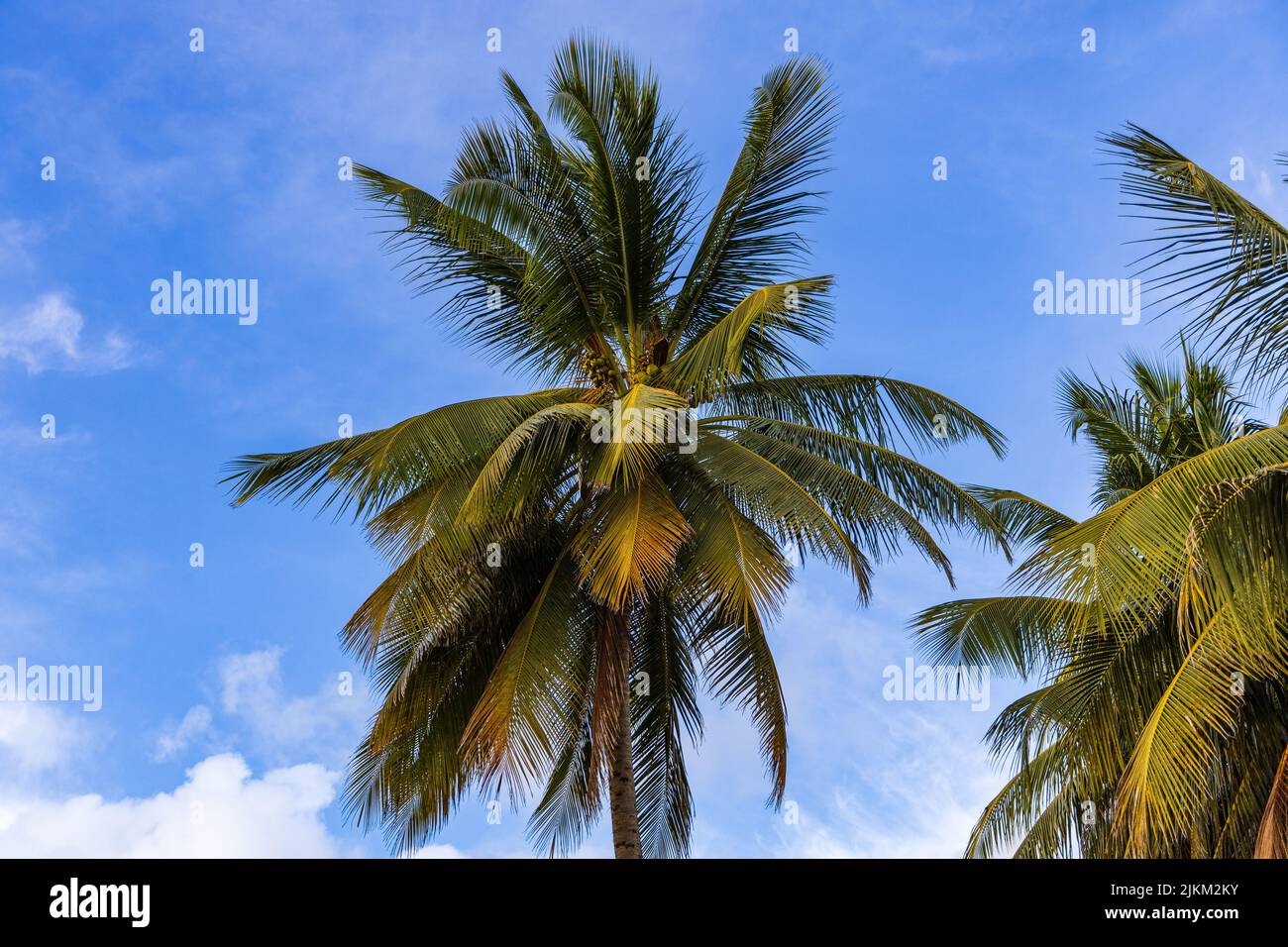 A low angle shot of palm trees on Worthing Beach in Worthing, Barbados Stock Photo