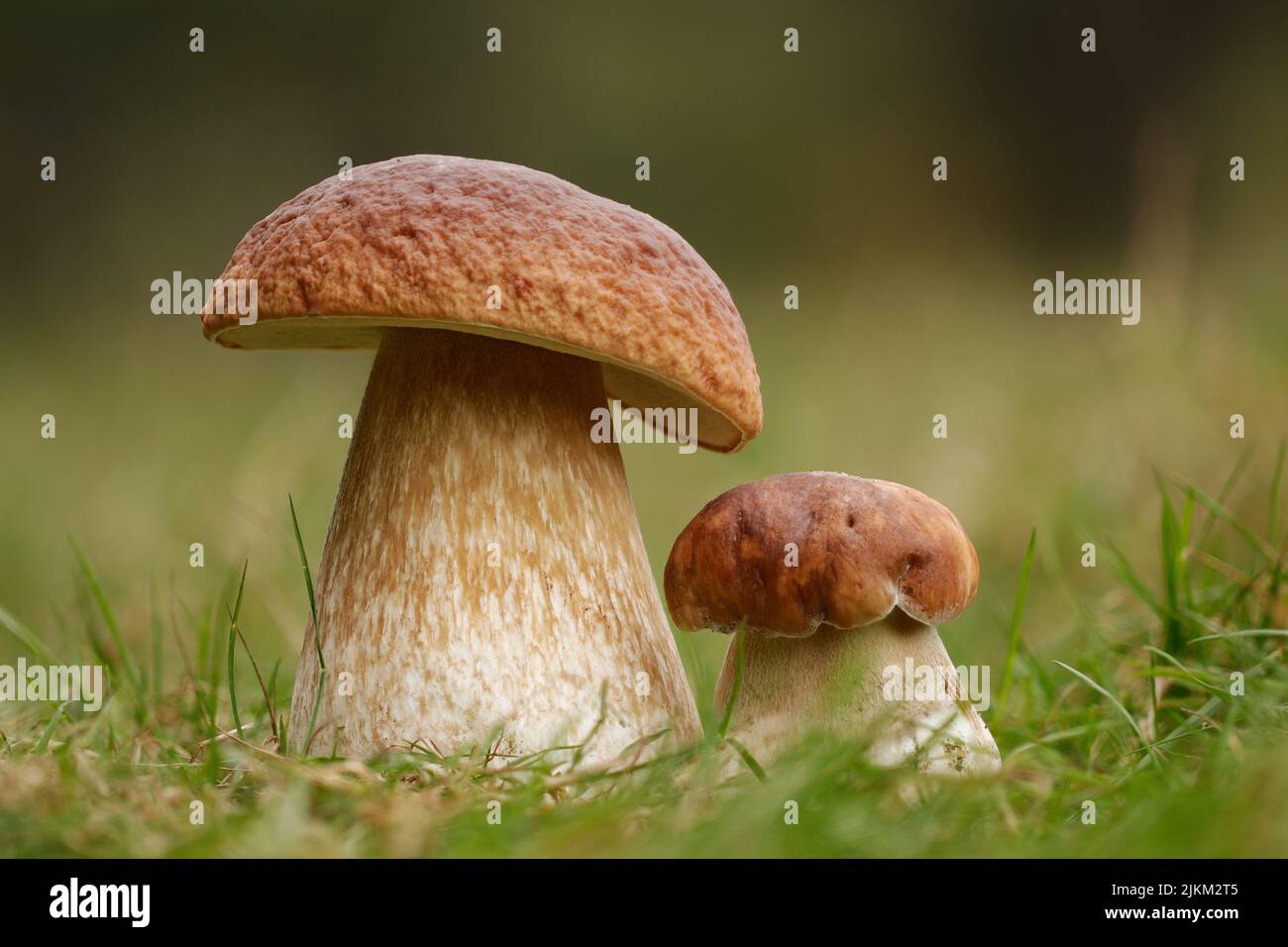 The celebrated wild mushroom, the Cep, Penny Bun, Porcini - all used to describe the Boletus edulis mushroom, highly prized for its culinary qualities Stock Photo