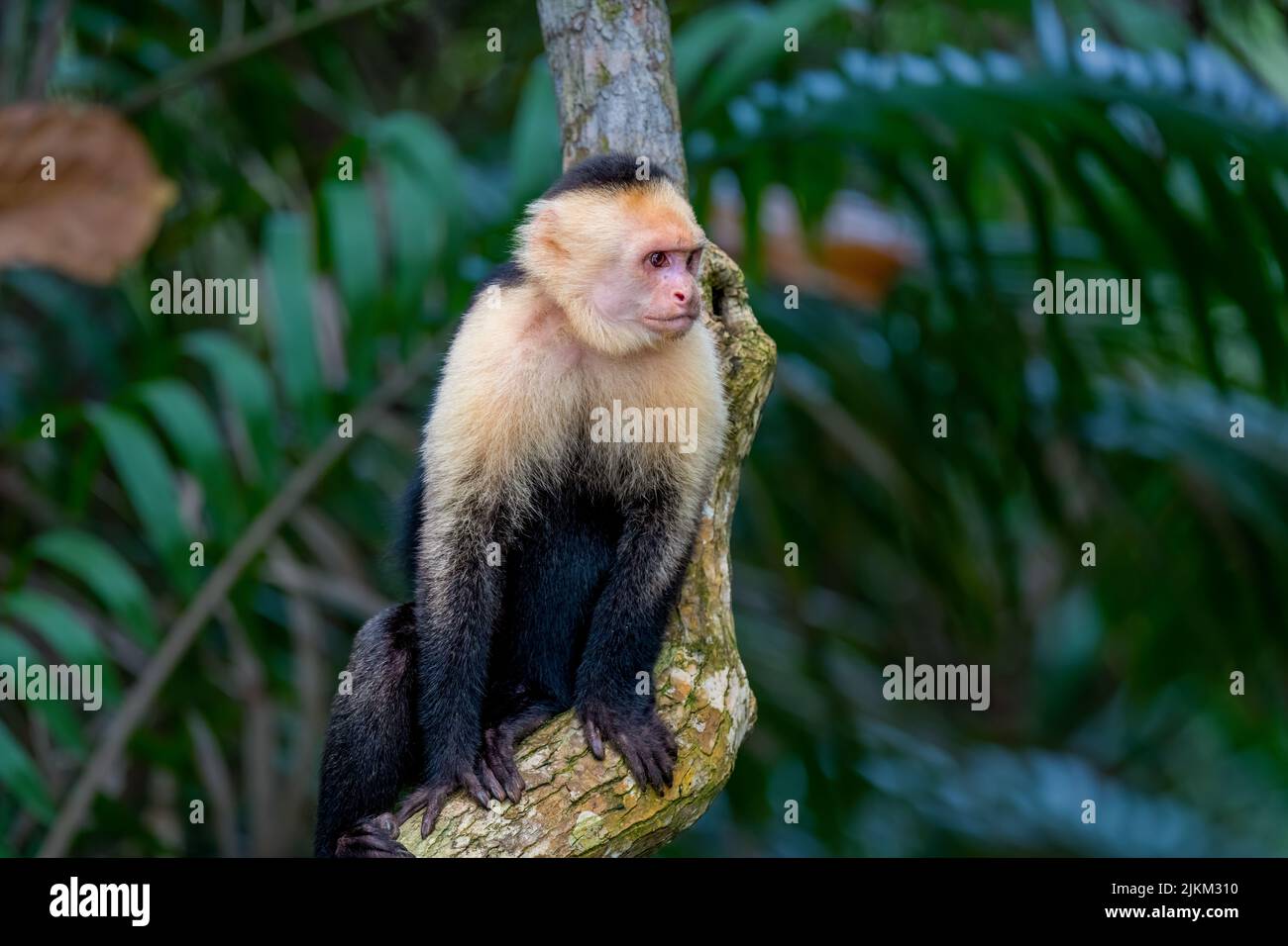A cute capuchin monkey in Manuel Antonio National Park, Quepos, Costa