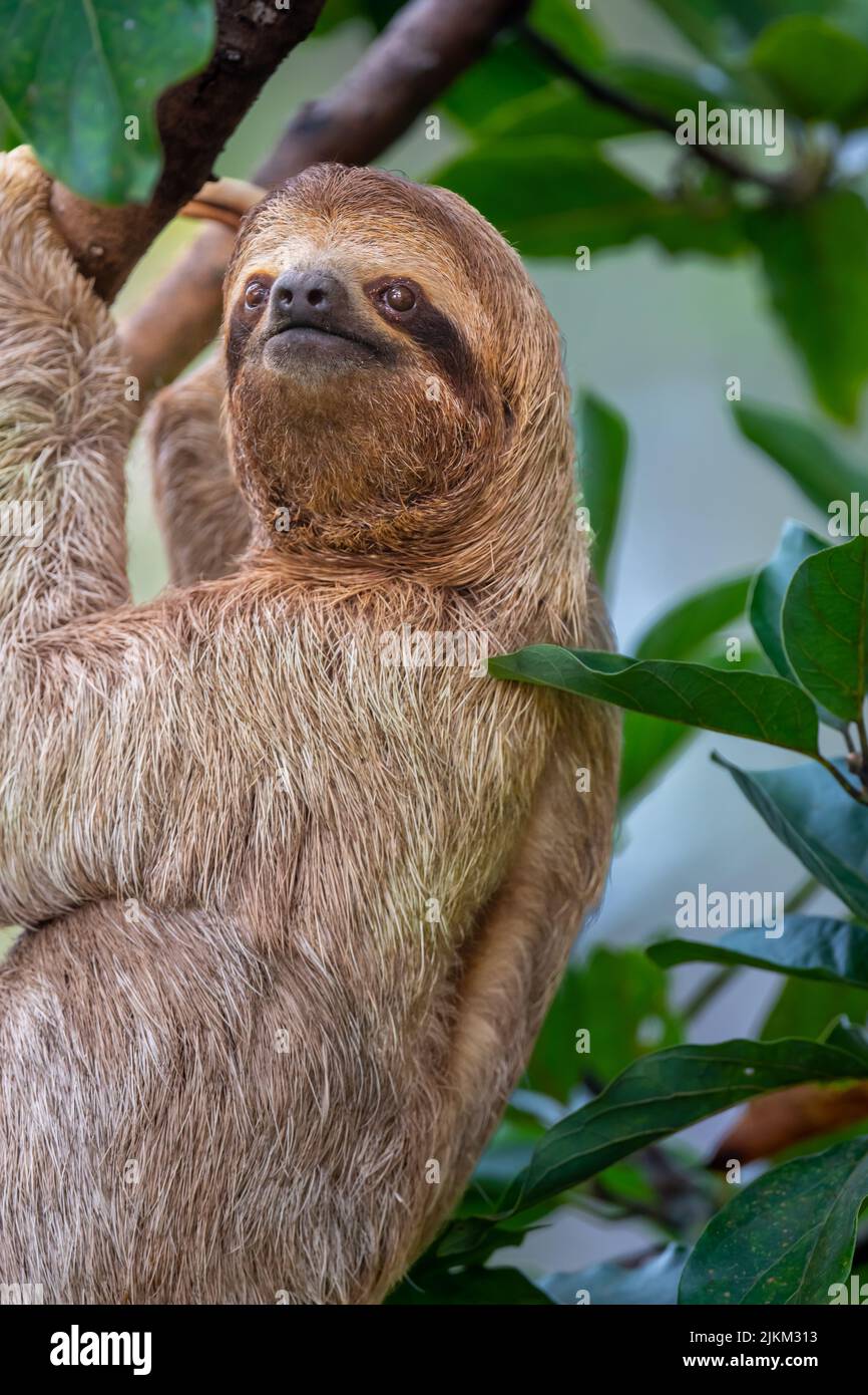 A closeup shot of a Sloths on a tree with the green leaves around in