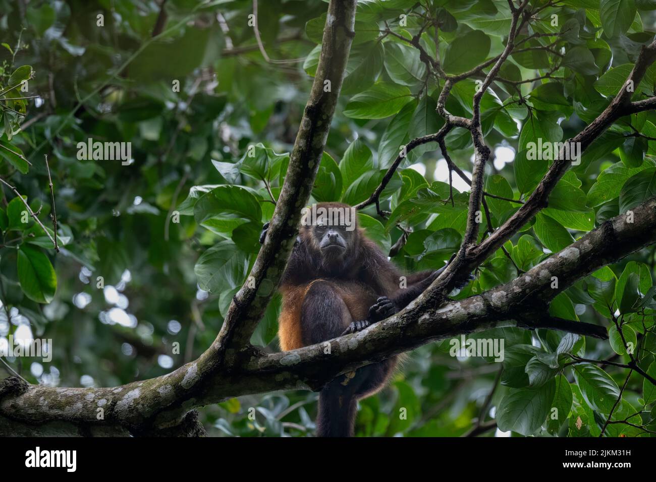 A spider monkey sitting on a tree branch in Manuel Antonio National