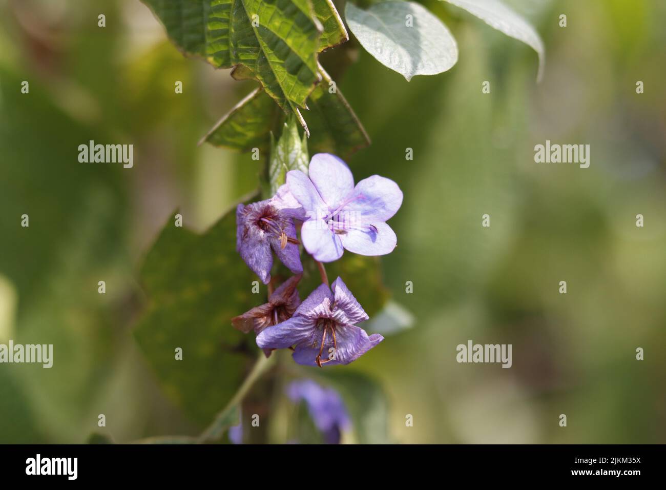 A closeup of beautiful purple barleria flowers in a garden Stock Photo