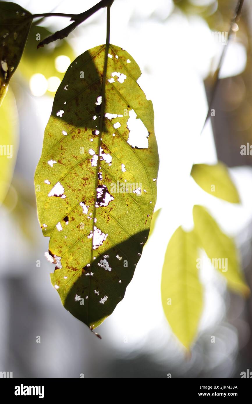 A vertical closeup shot of a damaged green leaf Stock Photo
