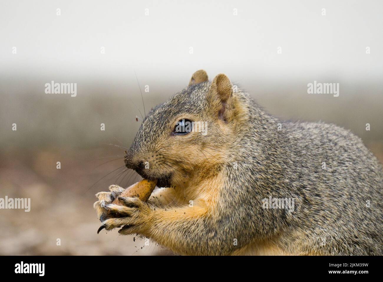 A closeup shot of a squirrel Stock Photo