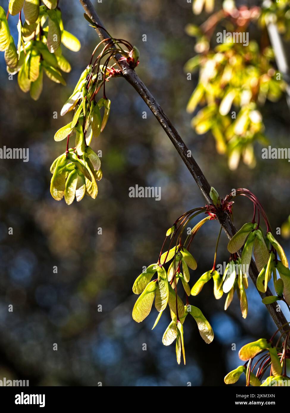 A vertical shot of ash-leaved maple tree branch in the blurry background. Stock Photo