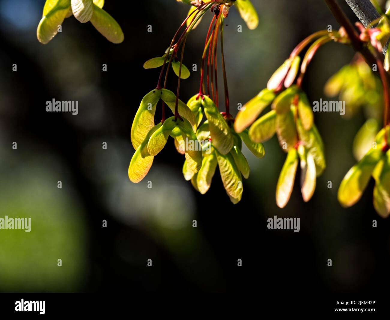 A close-up shot of an ash-leaved maple tree branch in the blurry background. Stock Photo