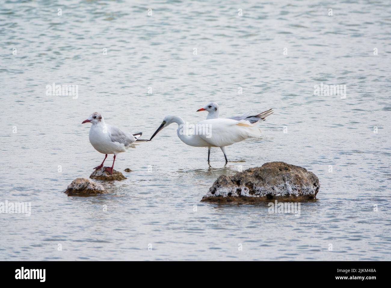 The small white heron or Little egret stands in the lake. Small White