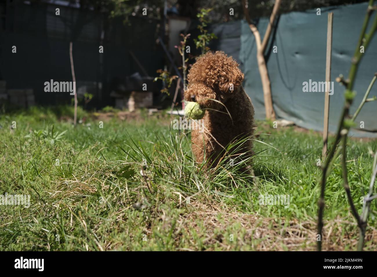 A cute poodle dog playing with a tennis ball in the garden Stock Photo ...