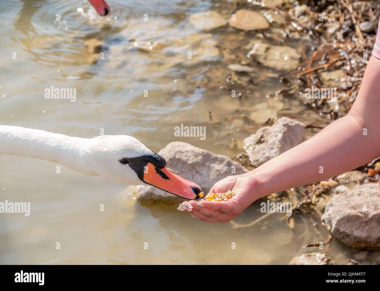 Girl feeding a mute swan in a lake from hand. Mute swan near the lake shore. Birds are not afraid of people Stock Photo