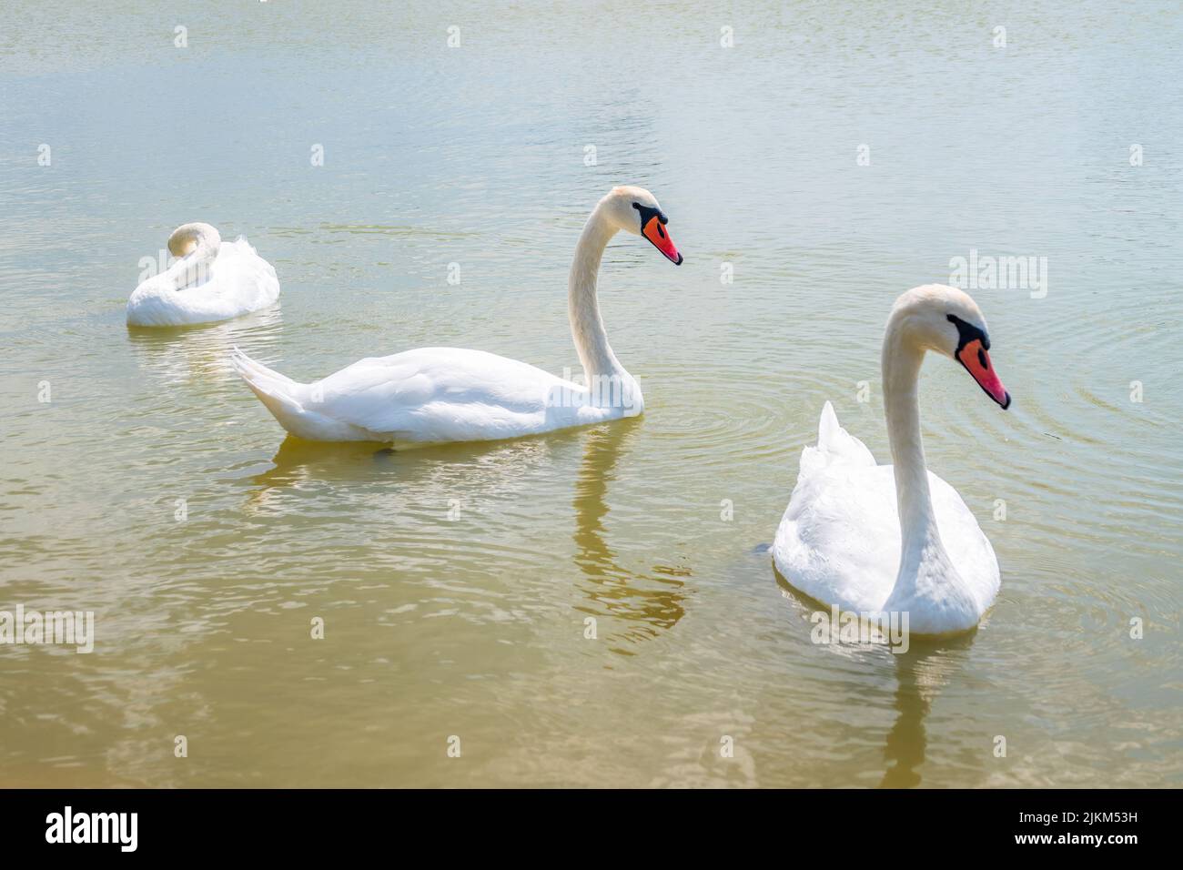 Two Graceful white Swans swimming in the lake, swans in the wild. The