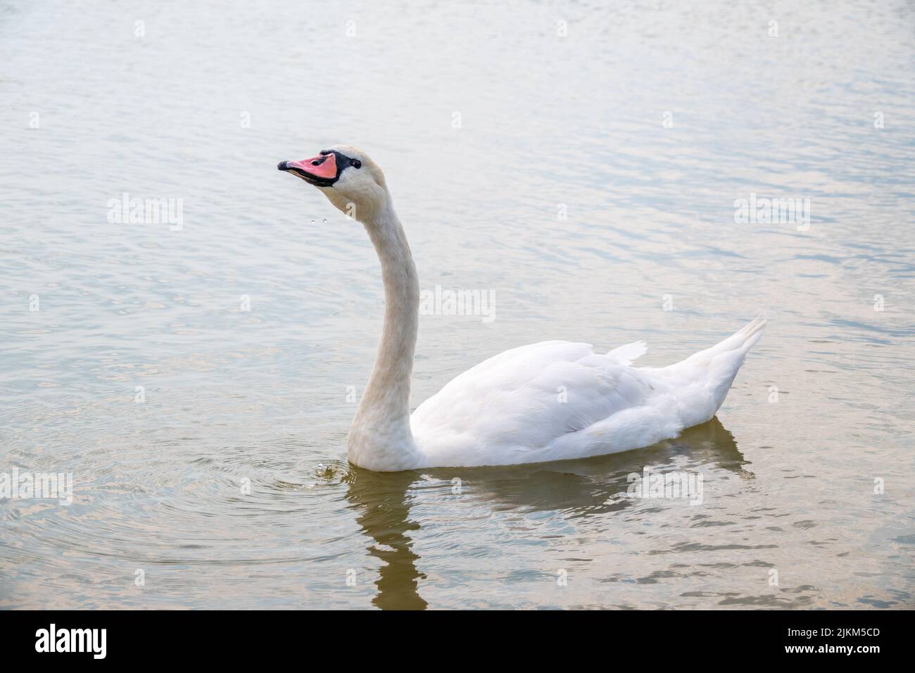 Graceful white Swan swimming in the lake, swans in the wild. Portrait