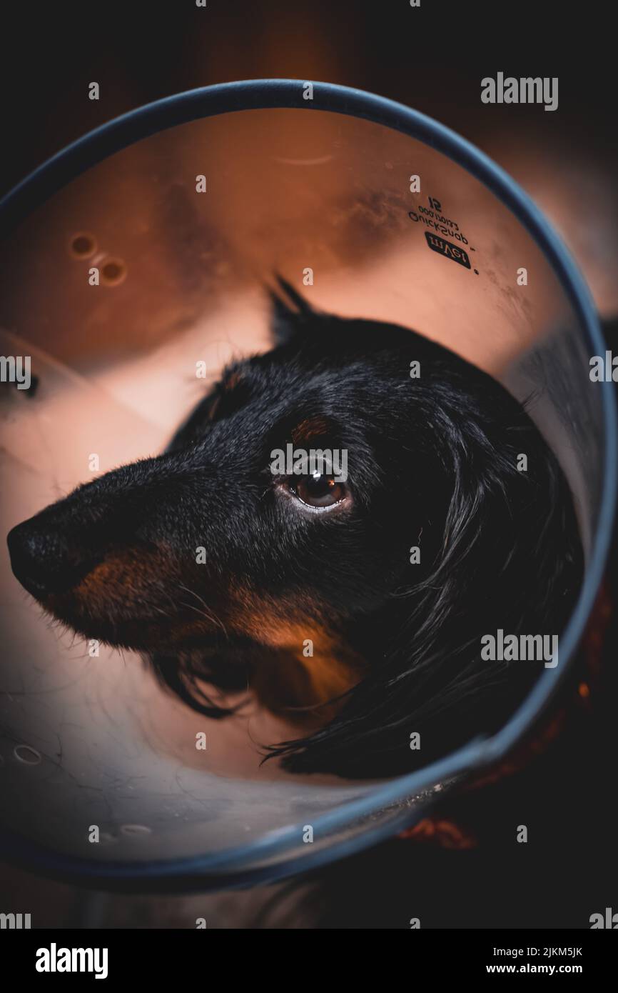 A closeup shot of a sad dog with veterinary collar around the neck Stock Photo