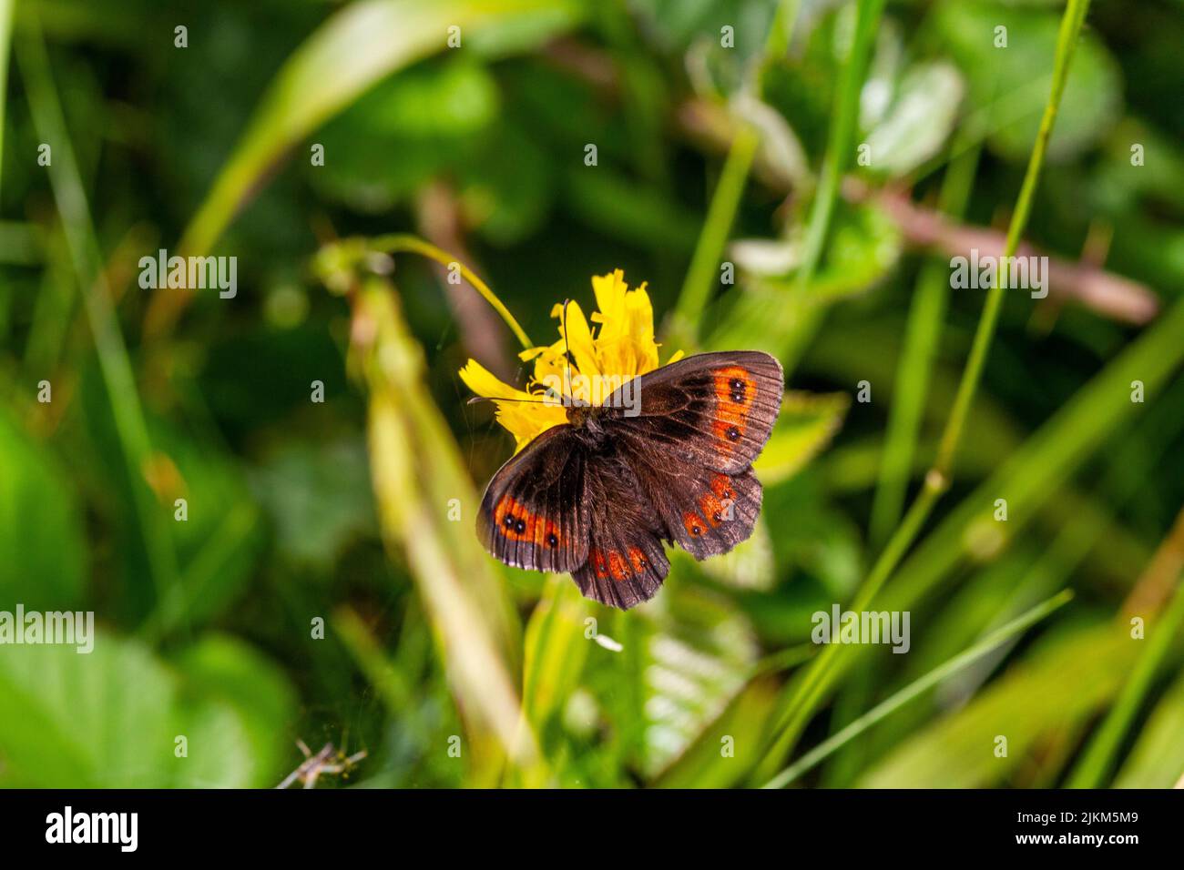 Scotch Argus butterfly Erebia aethiops on the Cumbria nature reserve of Arnside knot, one of only two locations it can be found in England Stock Photo