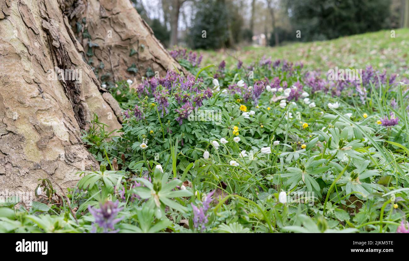Spring flowers in the park under an old tree Stock Photo