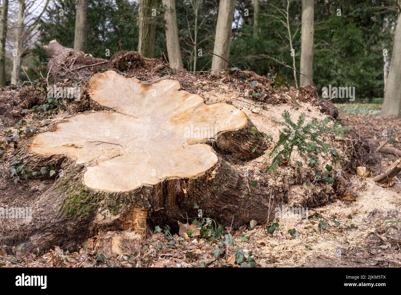 Sawed off stump of a large tree after the storm Stock Photo