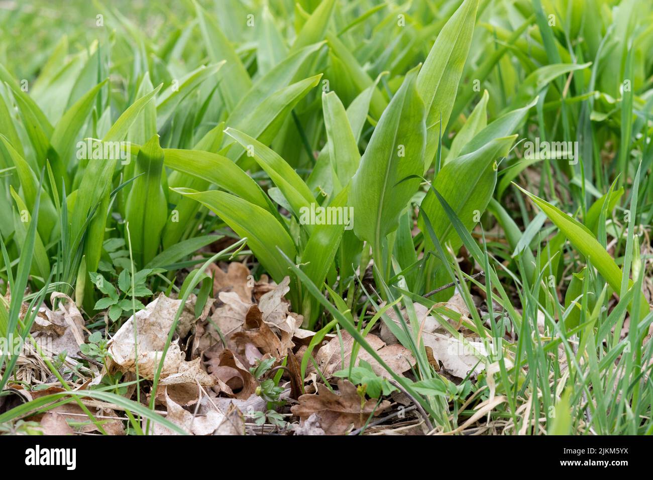 Wild garlic plants in the forest Stock Photo