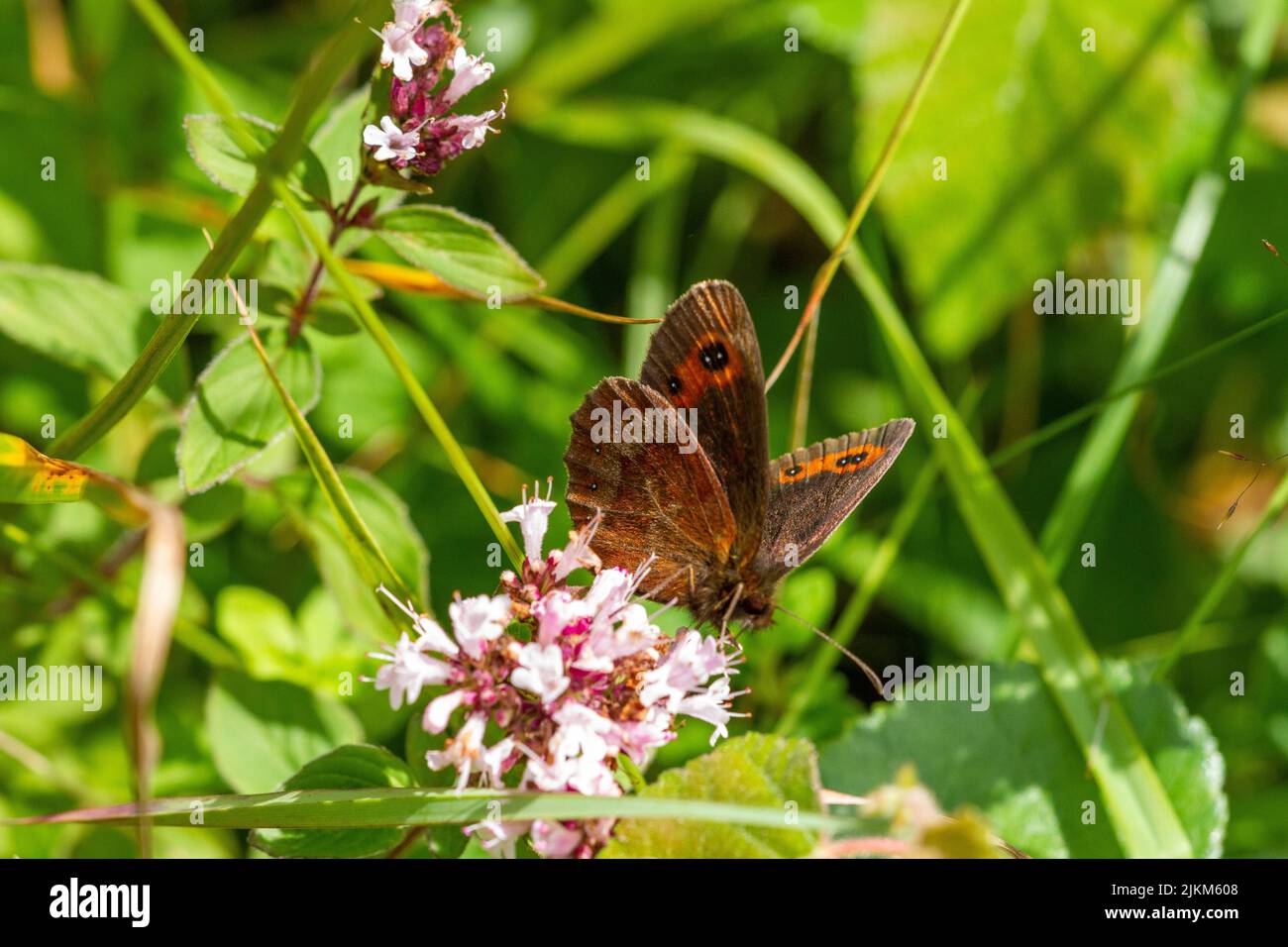 Scotch Argus butterfly Erebia aethiops on the Cumbria nature reserve of Arnside knot, one of only two locations it can be found in England Stock Photo
