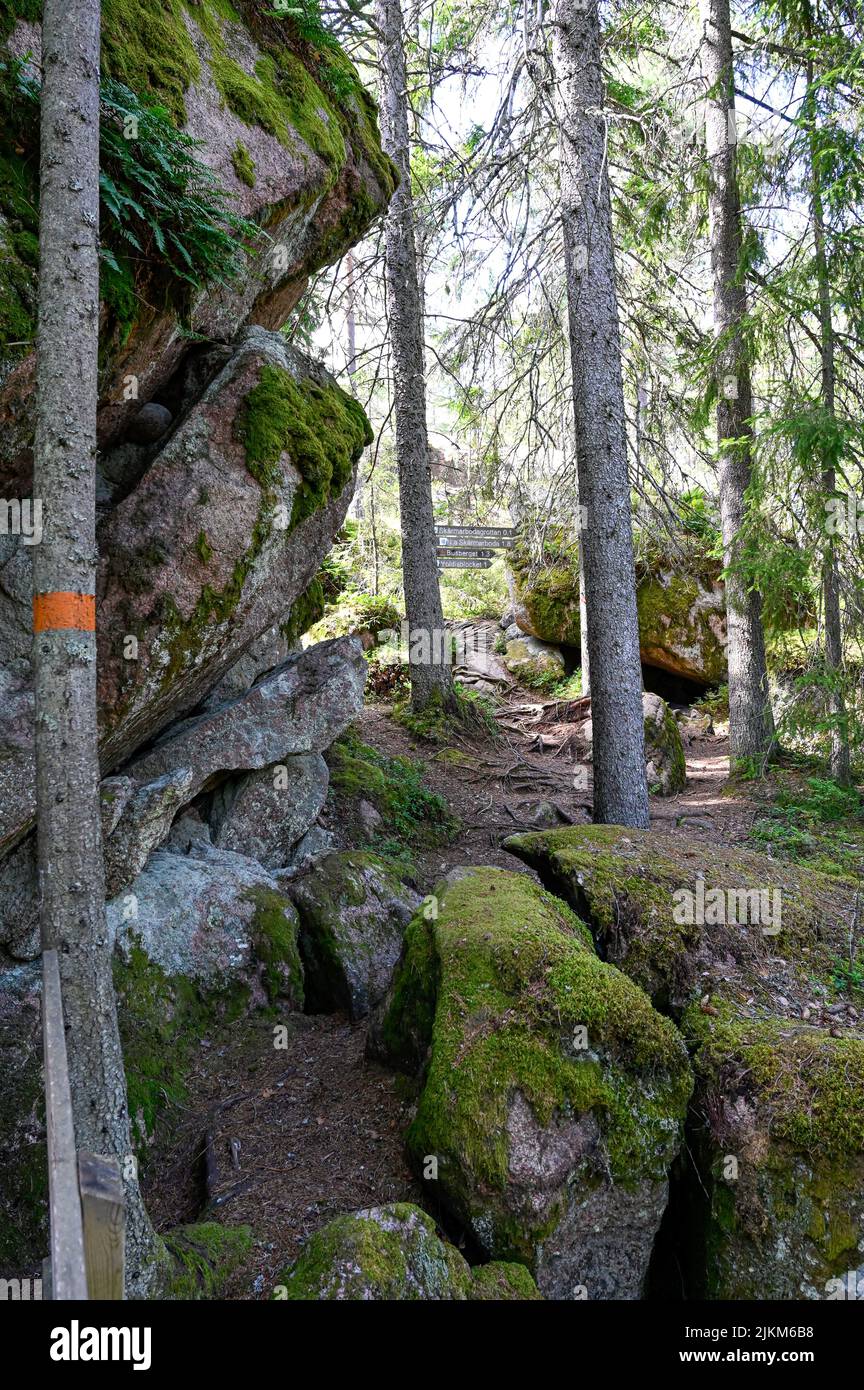 forest trail with orange markings on tree trunks Stock Photo