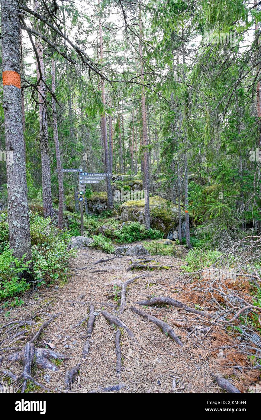 forest trail with orange markings on tree trunks Stock Photo Alamy