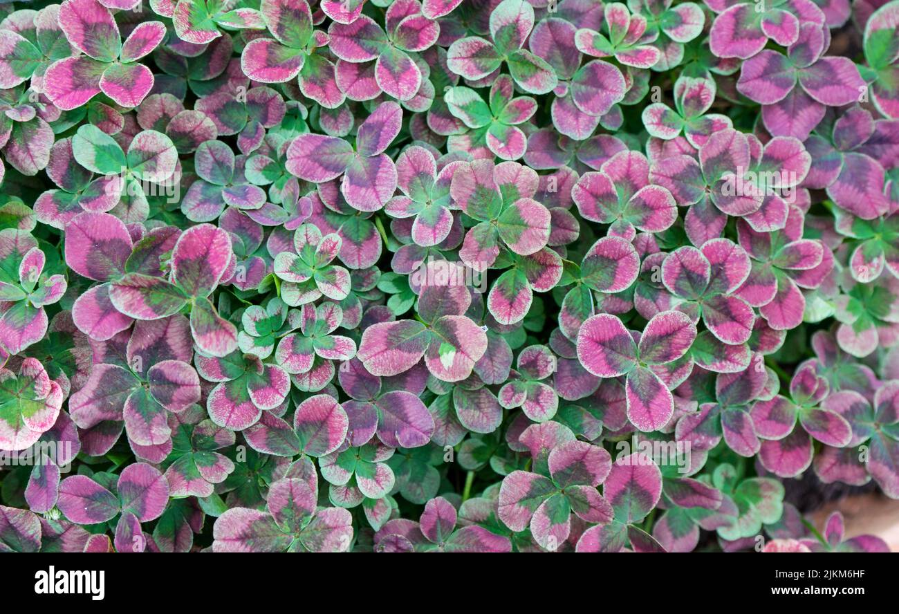 Area with pink and green clovers Stock Photo