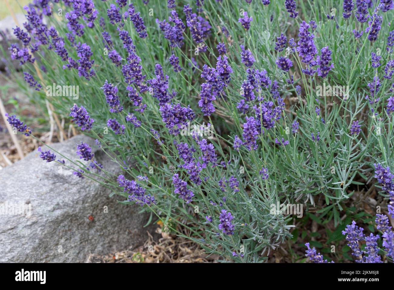Blooming lavender bush in summer Stock Photo