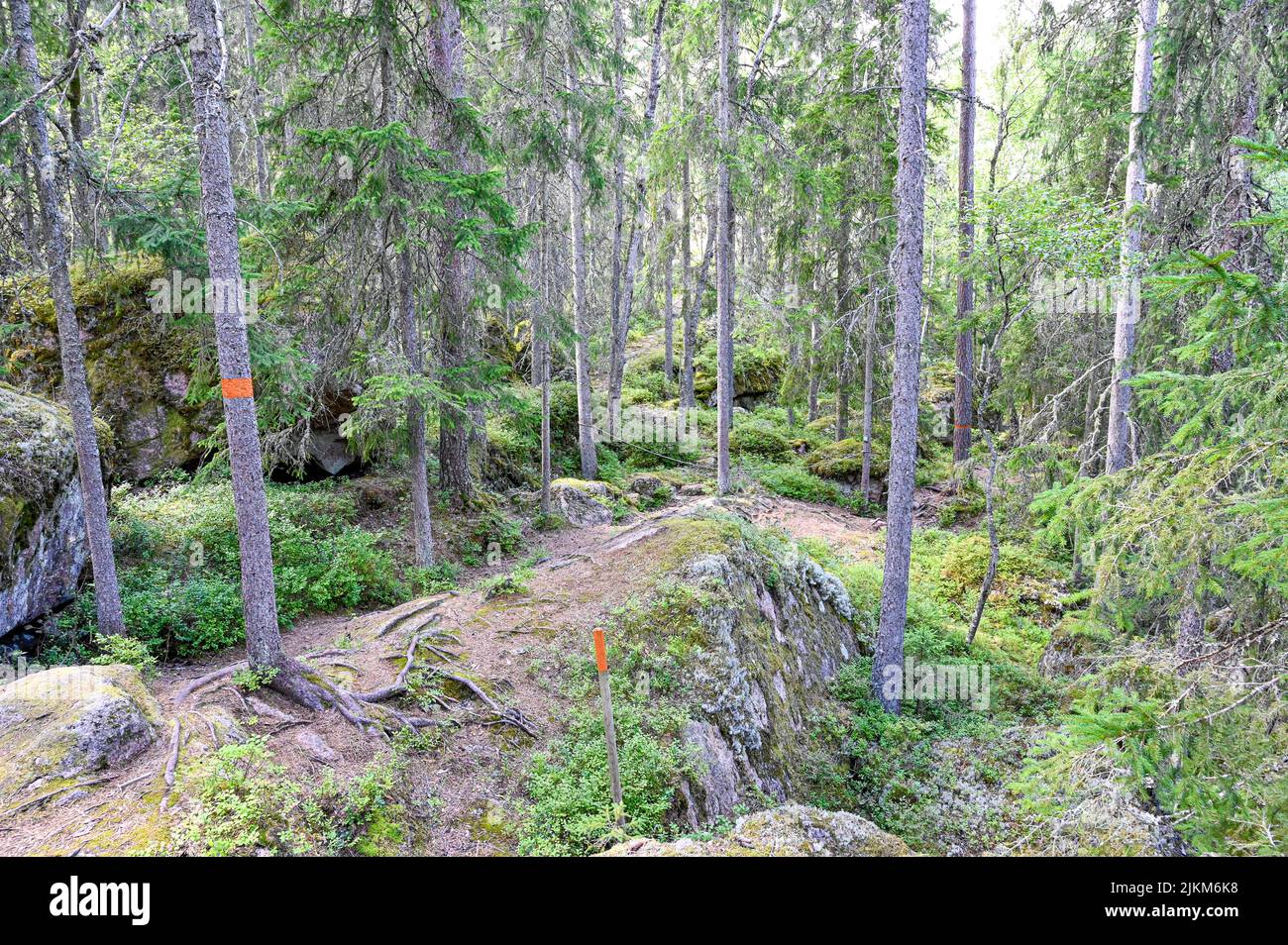 forest trail with orange markings on tree trunks Stock Photo Alamy