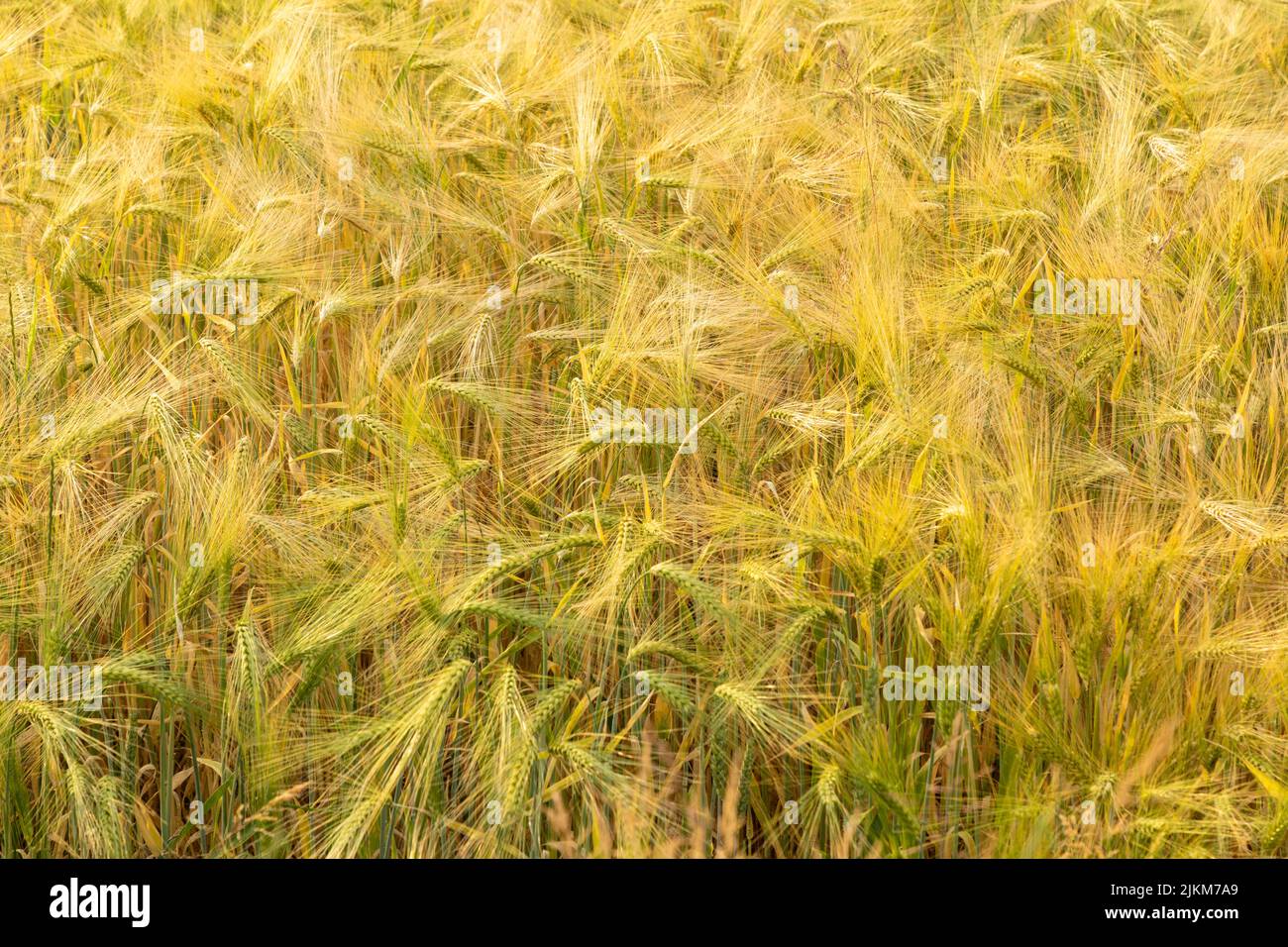 field with barley Stock Photo