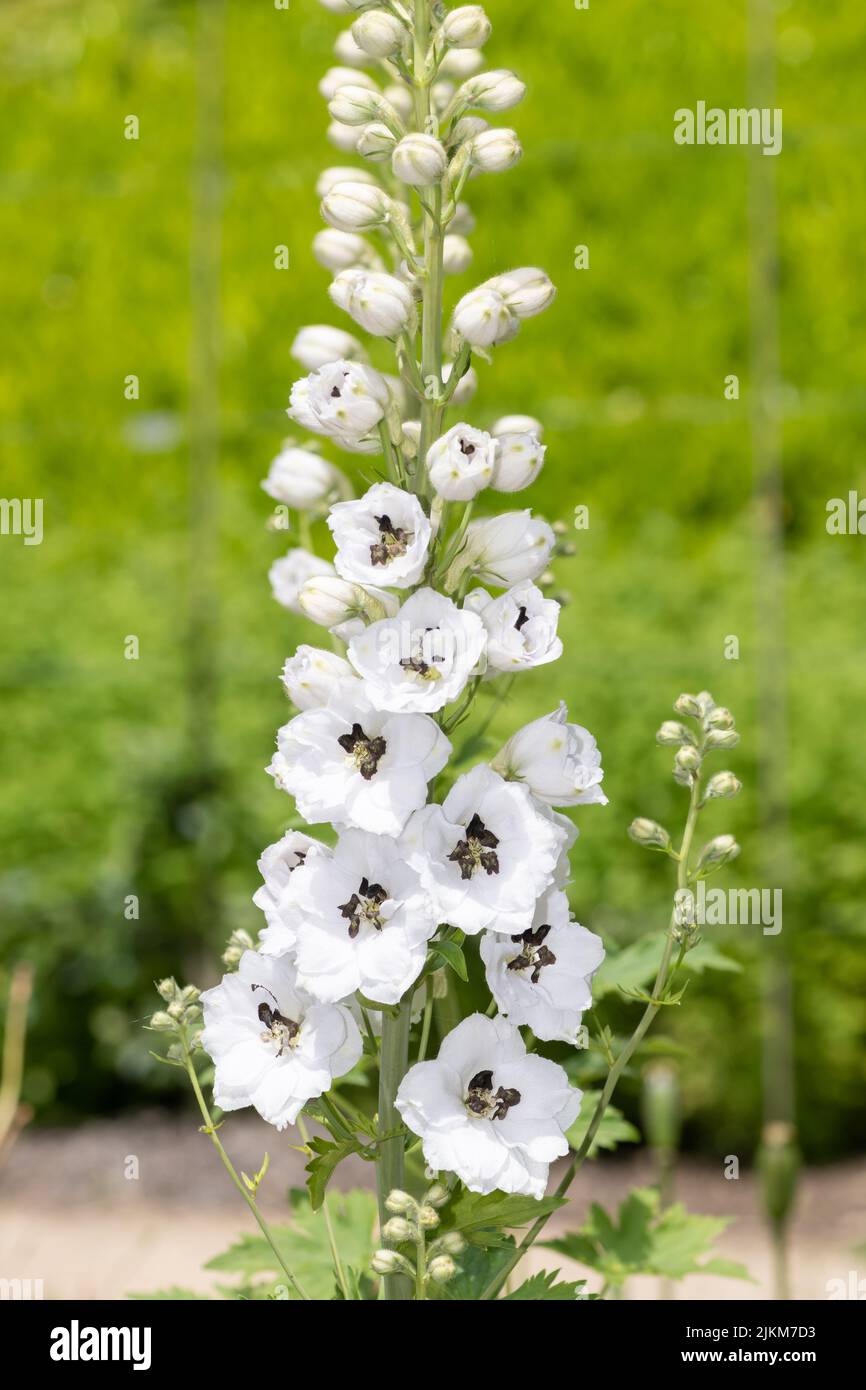 Close up of a white delphinium flower in bloom Stock Photo