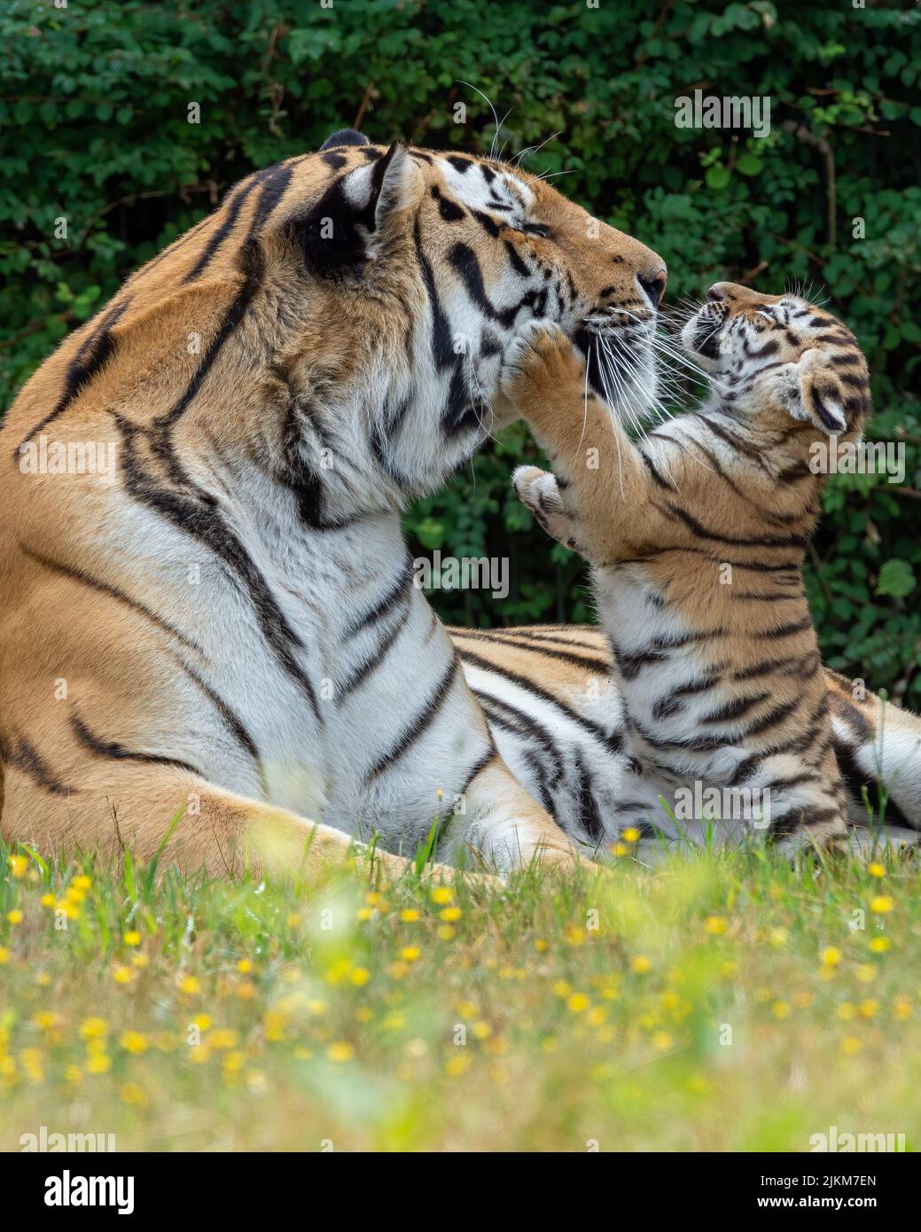A vertical shot of a tiger playing with its offspring in a forest Stock Photo