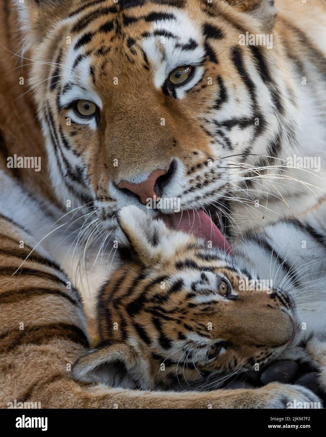 A tiger cub hugging its mother with all the love and affection. Captured  by: @swethakumar.rangaraobobbili #tiger #cub #stripes…