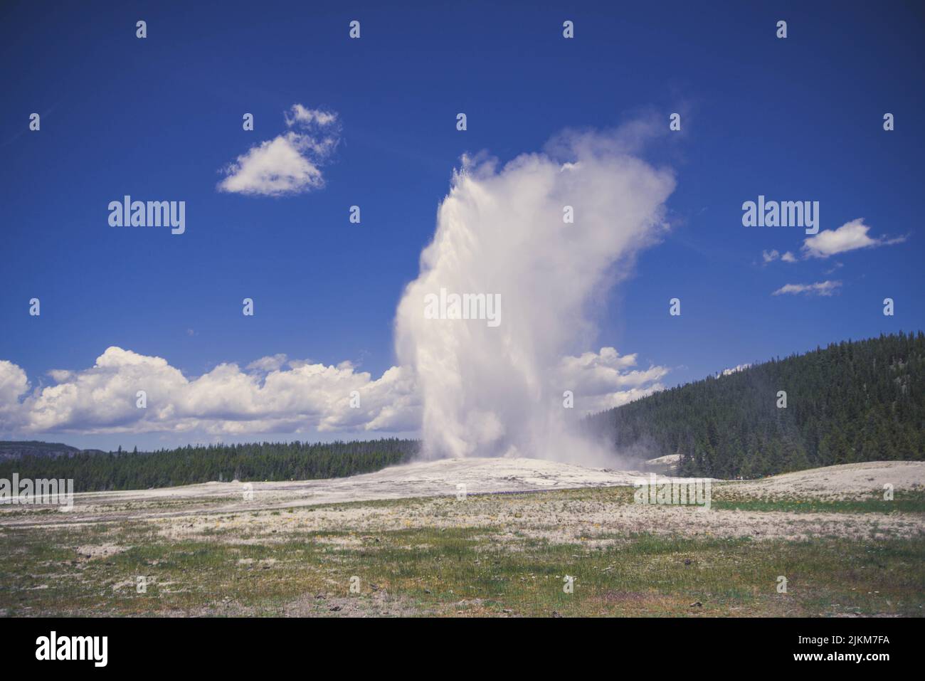 A field and mountain forests with dense fir trees under the cloudy sky ...