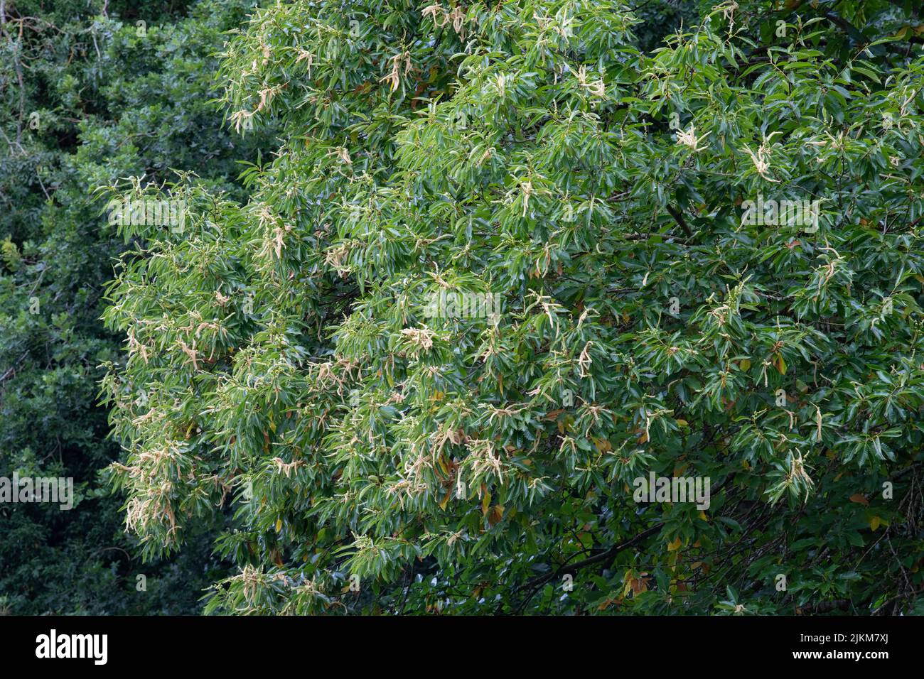 Sweet Chestnut tree in flower - uk Stock Photo