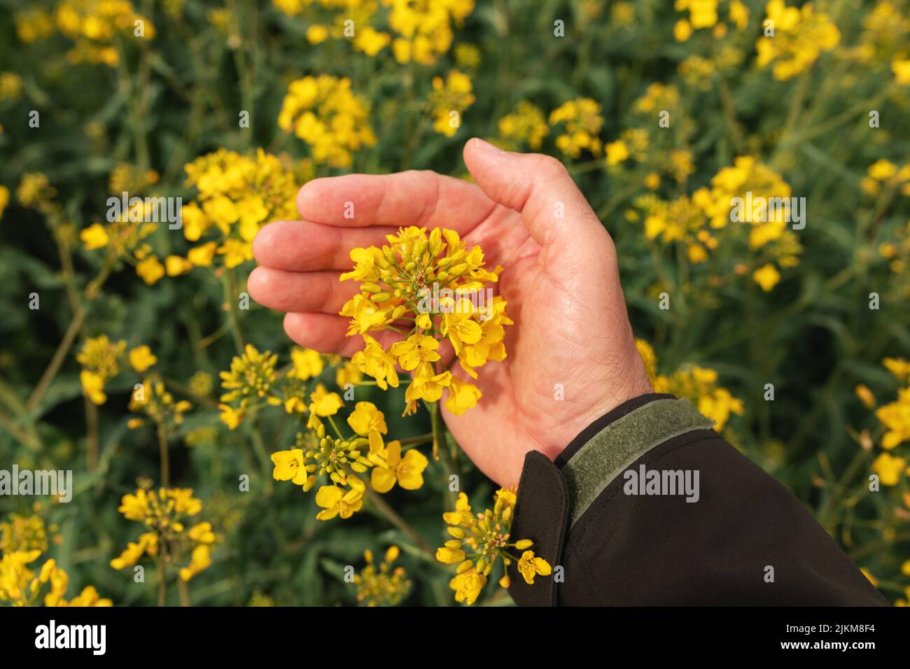 Farmer gently touches rapeseed crop flower in field, selective focus Stock Photo