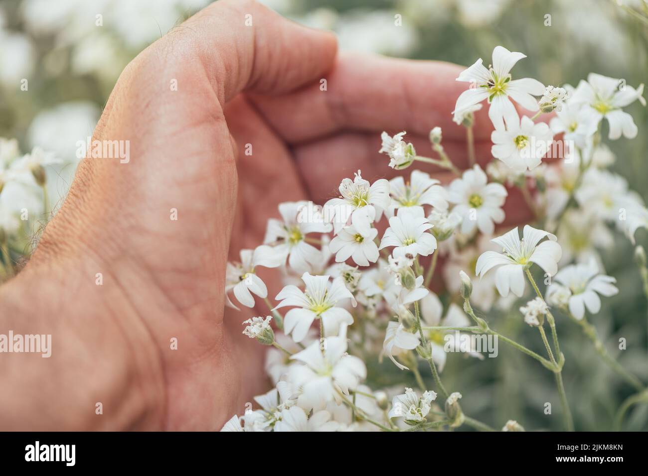 Gardener touching Cerastium tomentosum (snow-in-summer) herbaceous flowering plant, close up macro with selective focus Stock Photo