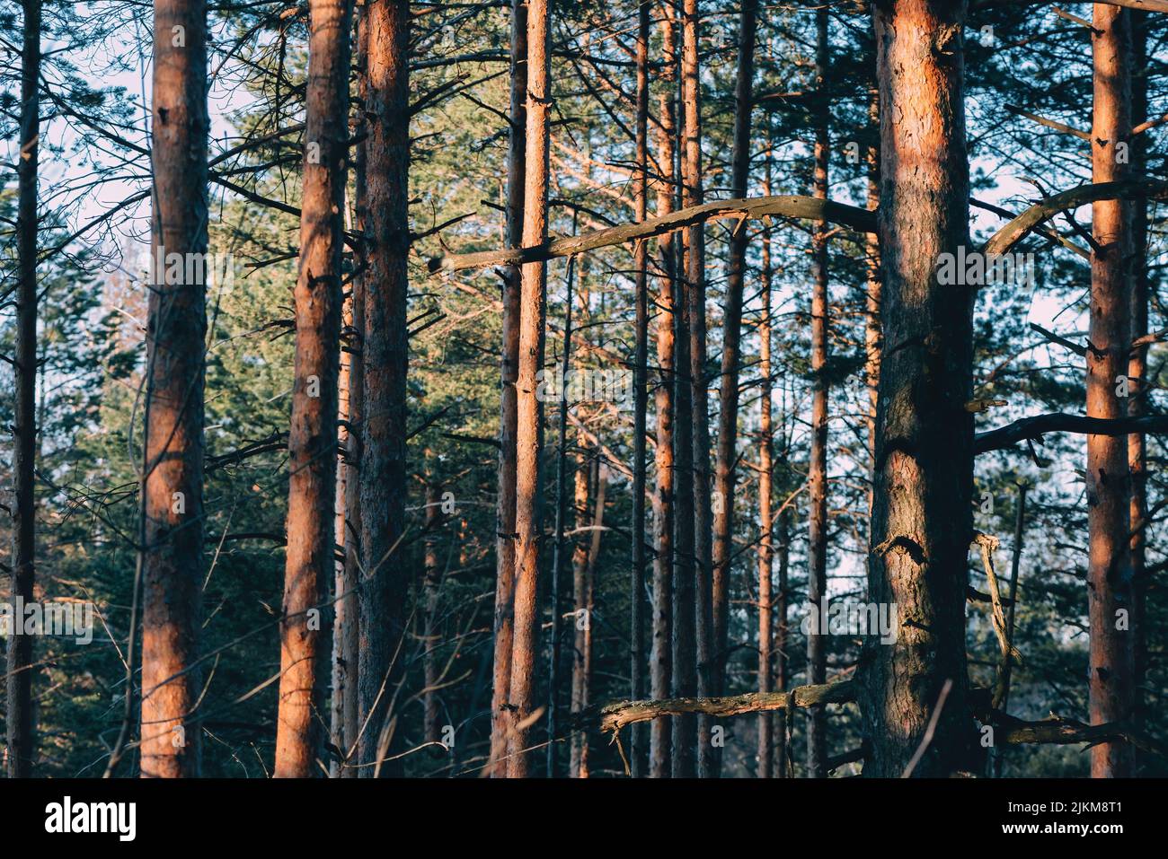 Tall pine trees of forest near Divcibare, mountain resort in Serbia, selective focus Stock Photo