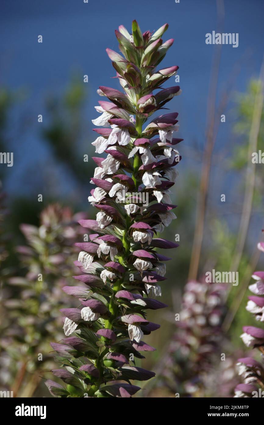 A selective focus shot of Acanthus plant growing in a park Stock Photo