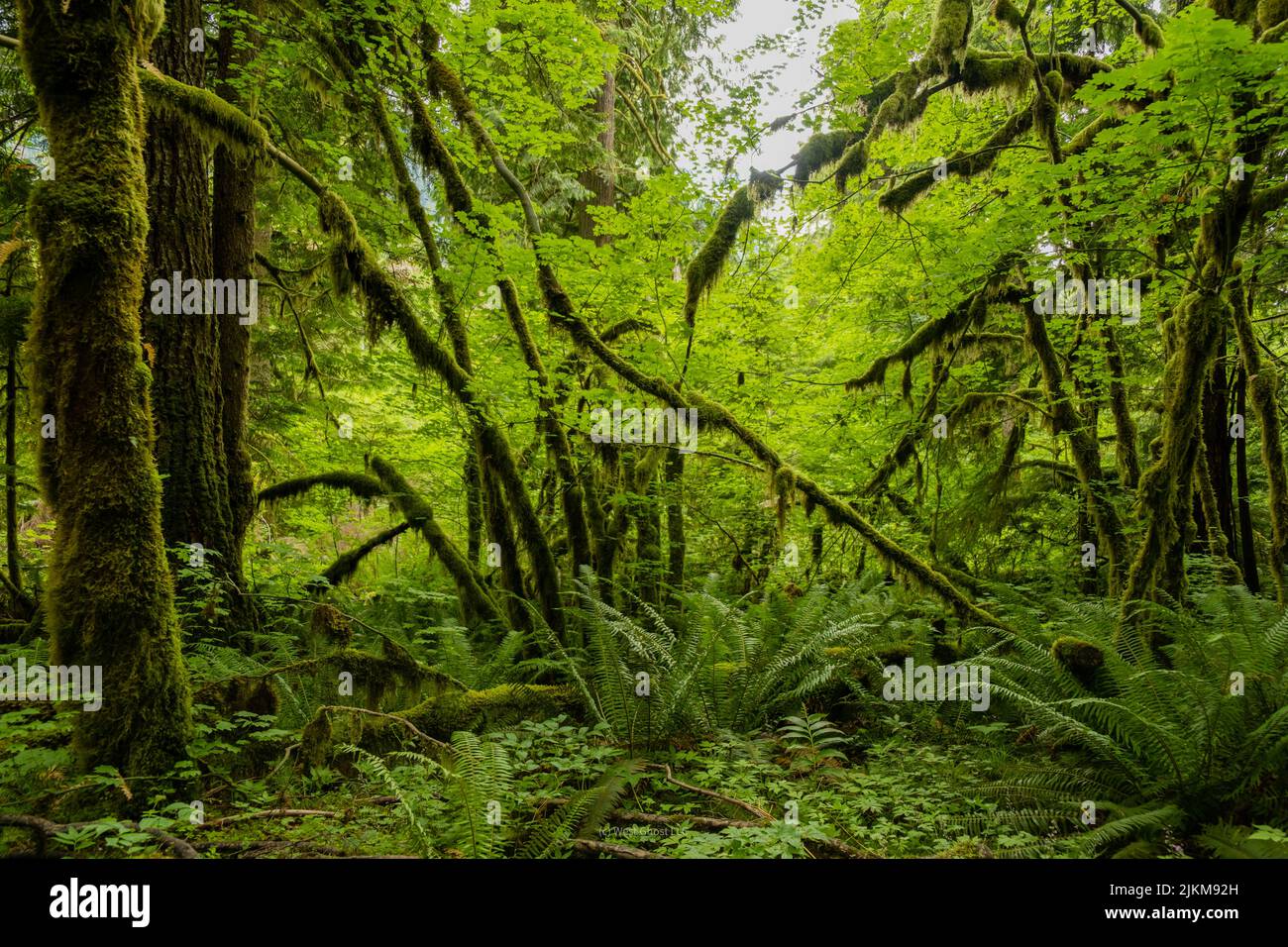 Hoh Rainforest In Olympic National Park Washington Stock Photo Alamy