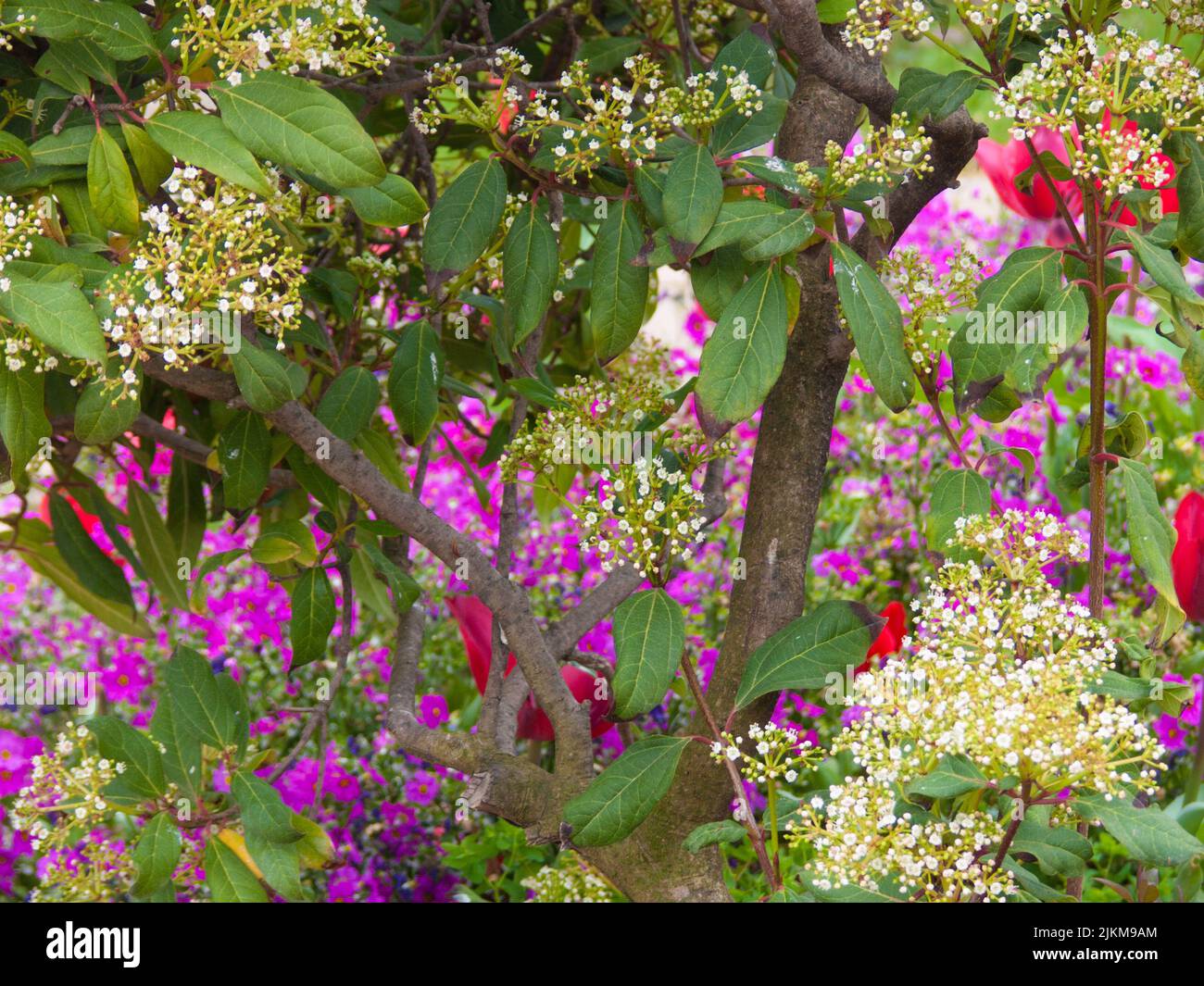 A beautiful view of colorful flowers in Parc Phoenix, Nice, French Riviera, Alpes-Maritimes, France Stock Photo