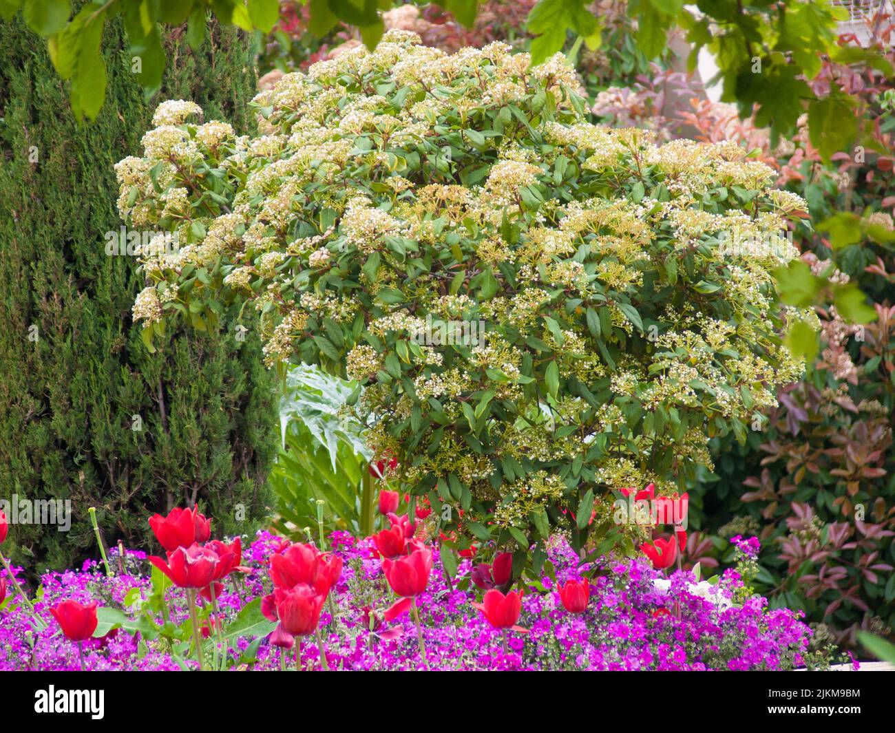A beautiful view of colorful flowers in Parc Phoenix, Nice, French Riviera, Alpes-Maritimes, France Stock Photo