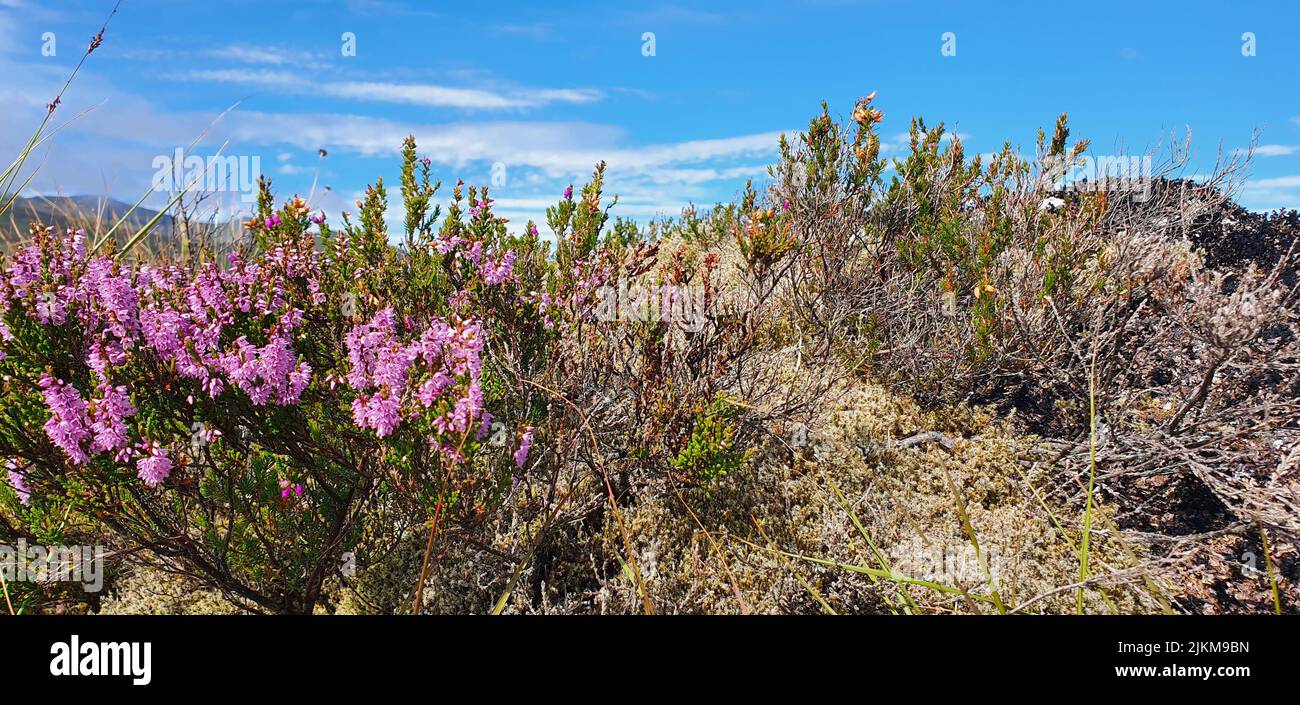 A beautiful view of calluna wildflowers in Parc Phoenix, Nice, French Riviera, Alpes-Maritimes, France Stock Photo