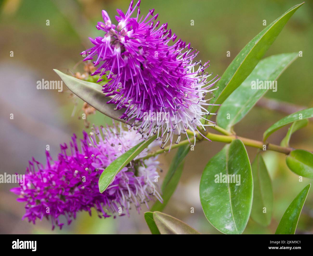 A beautiful view of purple hebe flower in Parc Phoenix, Nice, French Riviera, Alpes-Maritimes, France Stock Photo