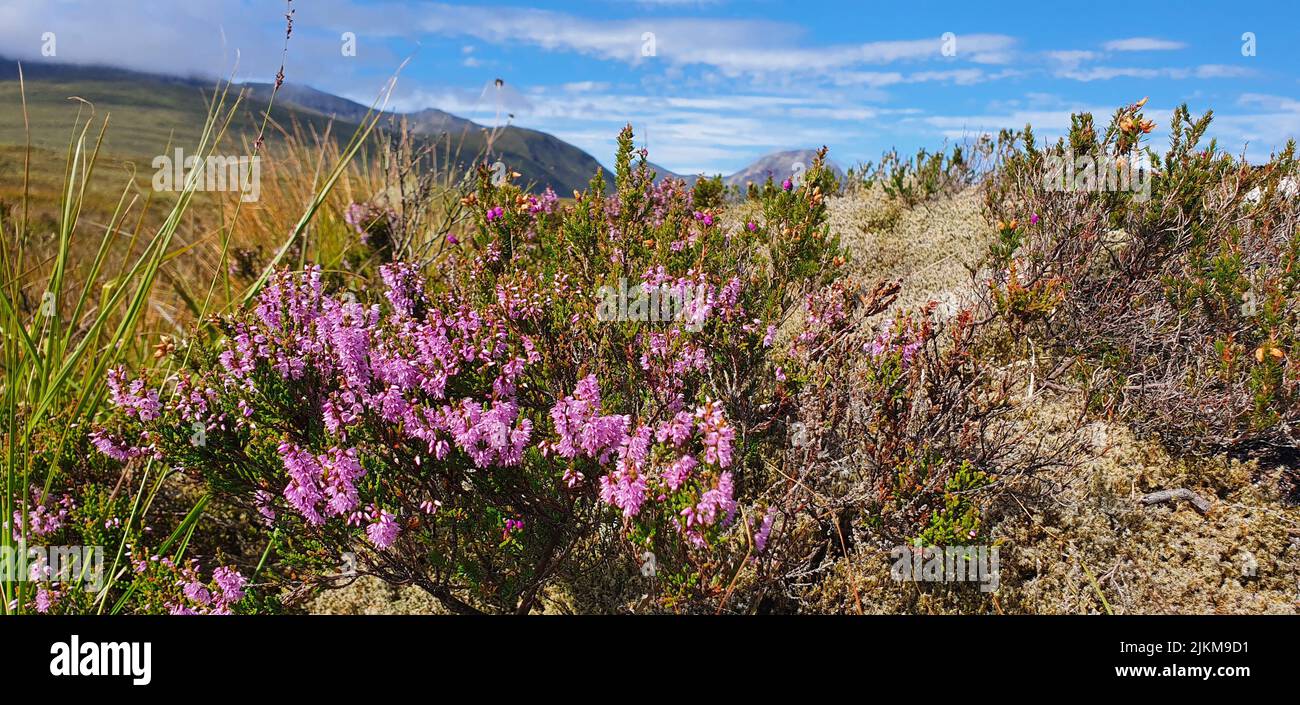 A beautiful view of calluna wildflowers in Parc Phoenix, Nice, French Riviera, Alpes-Maritimes, France Stock Photo