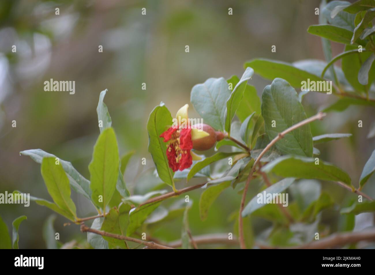 Closeup shot tree leaf hi-res stock photography and images - Alamy