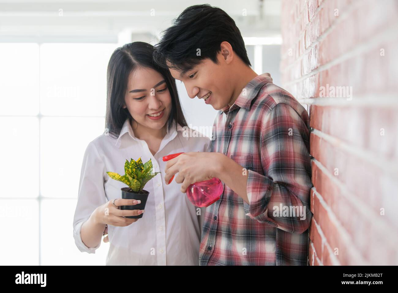 A young couple watering the garden croton or variegated croton  (Codiaeum variegatum) Stock Photo